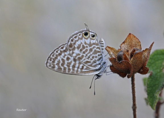 Kleiner Wanderbläuling (Leptotes pirithous)